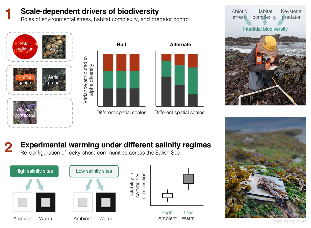 Research overview: (1) scale-dependent drivers of biodiversity — roles of environmental stress, habitat complexity, and predator control; (2) experimental warming under different salinity regimes — re-configuration of rocky-shore communities across the Salish Sea